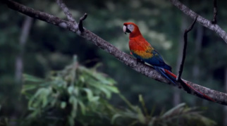 Az amazoniai ara papagáj